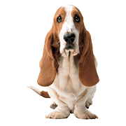 Hushpuppies